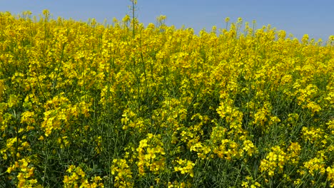 fields with blooming rapeseed