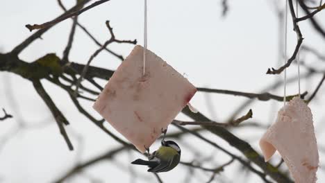 temporada de invierno paisaje frío pájaro paseriforme tit azul aislado posado en el árbol de cerca