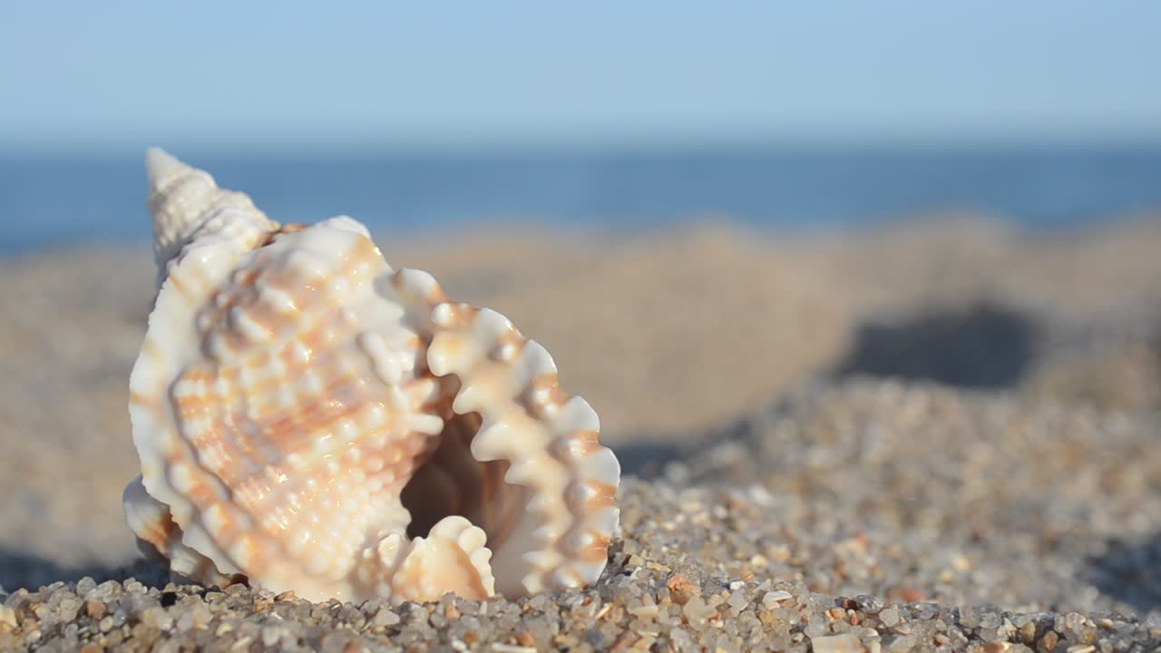 Sea cockleshells on the beach. Shooting on the beach