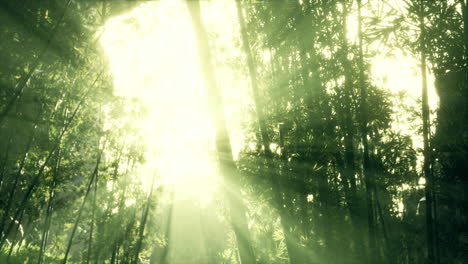 green bamboo leaves in a light fog