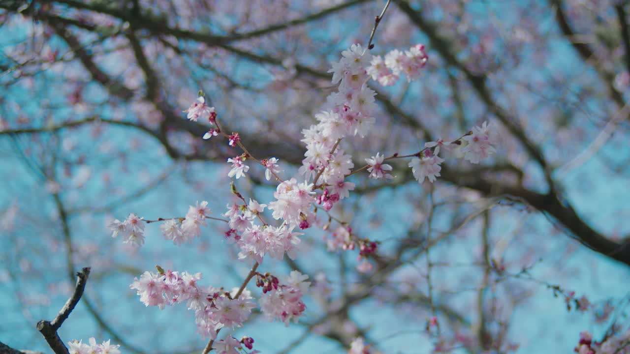 una rama florida en un árbol de flores de cereza en pleno florecimiento