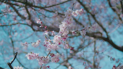 Ein-Blühender-Zweig-Auf-Einem-Kirschblütenbaum-In-Voller-Blüte