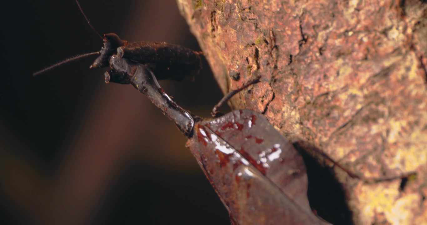 A dead leaf mantis on the trunk of a tree. close-up shot