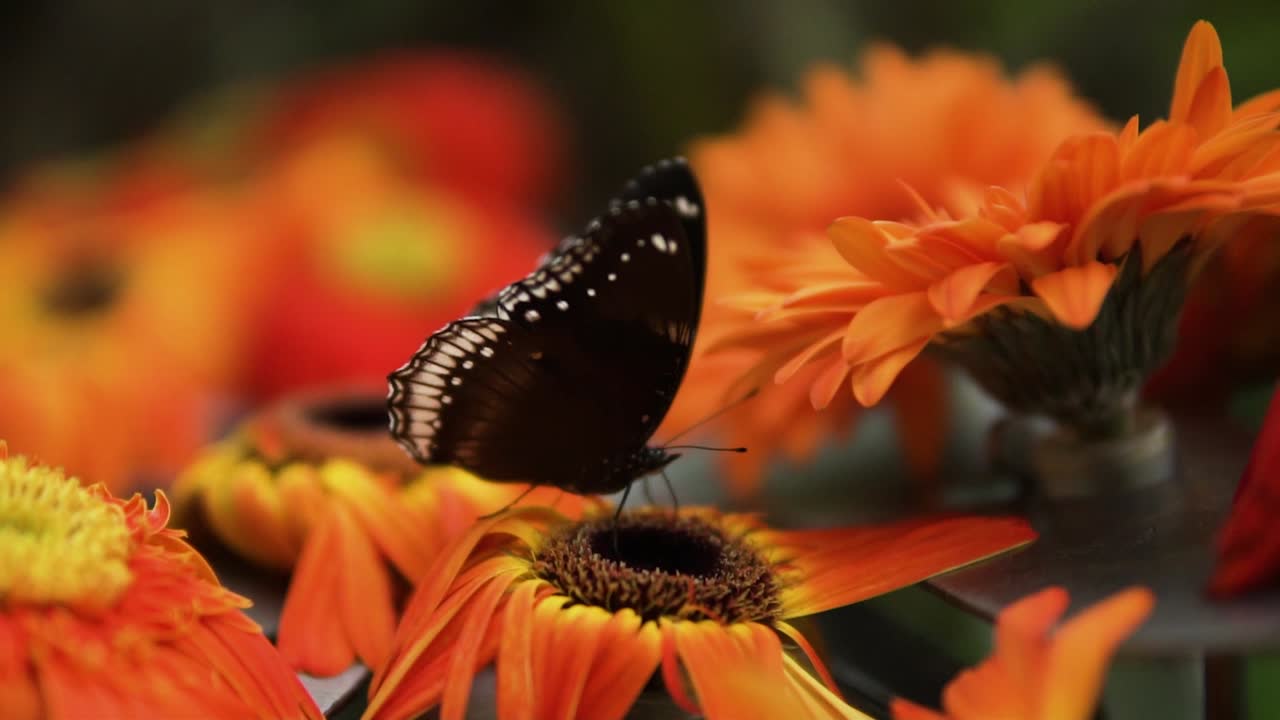 Ritratto di una farfalla Hypolimnas bolina che impollina.