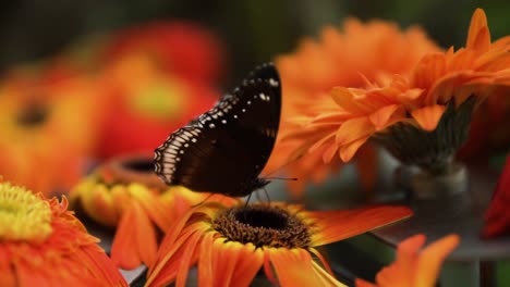 portrait of a great eggfly butterfly pollinating in