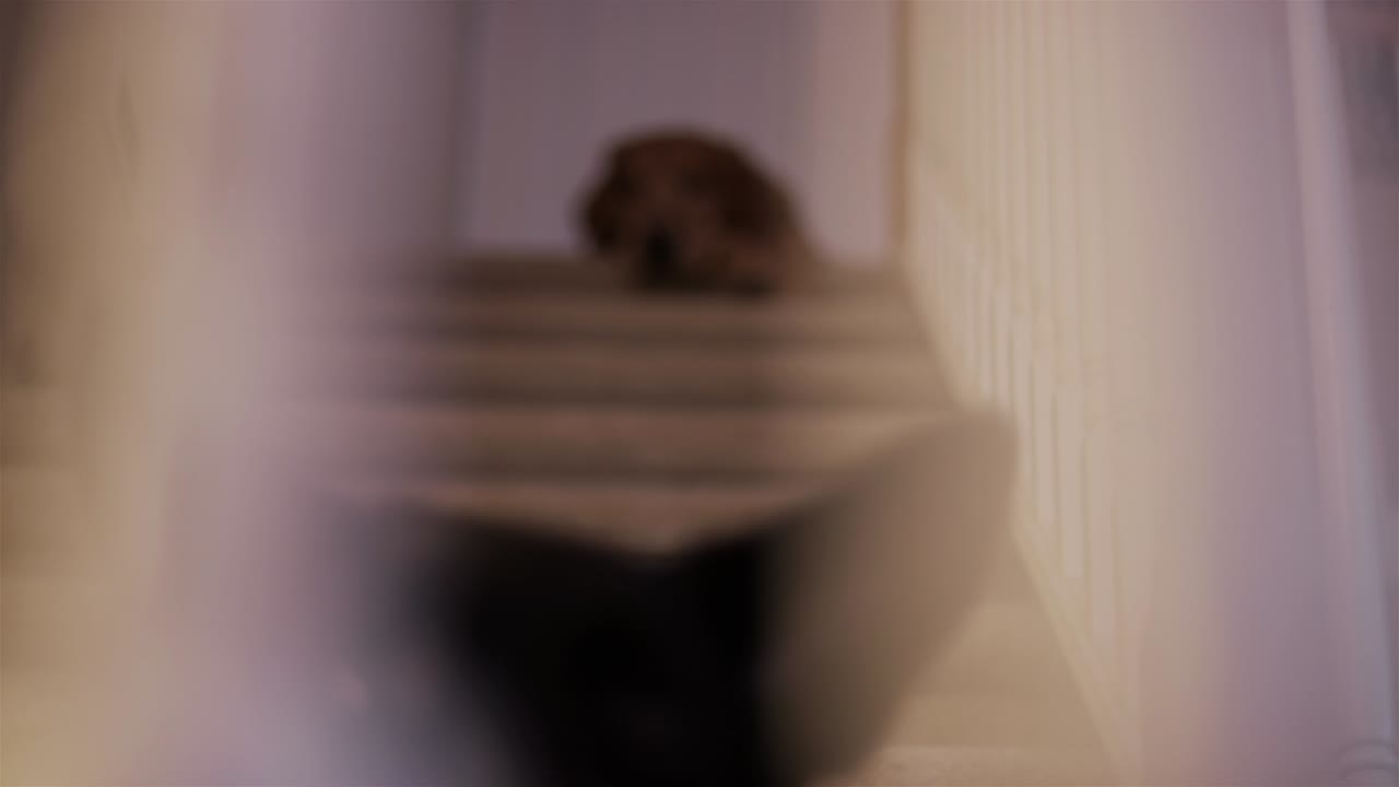 dos perros sentados en las escaleras de una casa, vista a través de las barandillas