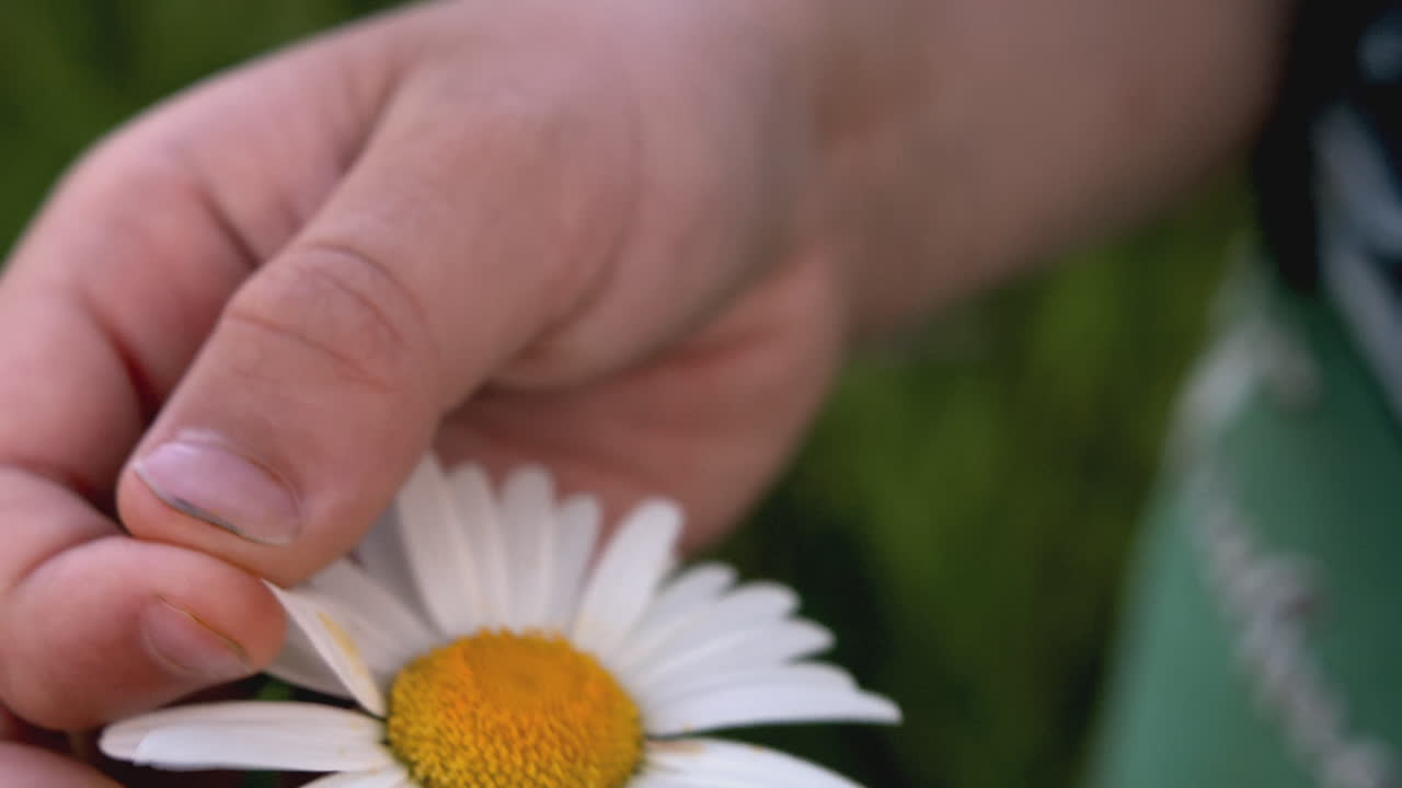 Child picking a daisy
