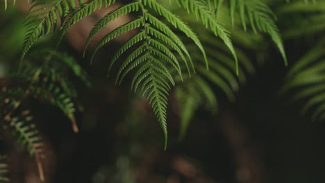 close-up of a fern in a new zealand forest unveils a captivating sight of nature's intricacy