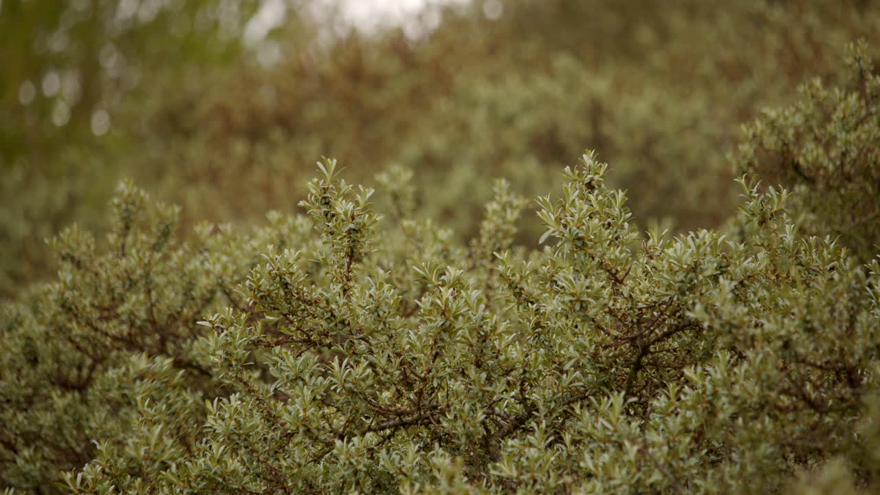 fotografía media de arbustos de vegetación que crecen en dunas de arena en llanuras de barro cerca de saltfleet, louth, lincolnshire