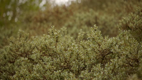 mid-shot-of-vegetation-bushes-growing-on-sand-dunes-at-mud-flats-near-Saltfleet,-Louth,-Lincolnshire