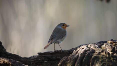 Medium-static-shot-of-a-Robin-standing-on-the-rough-bark-surface-of-a-tree-with-a-out-of-focus-shimmery-background