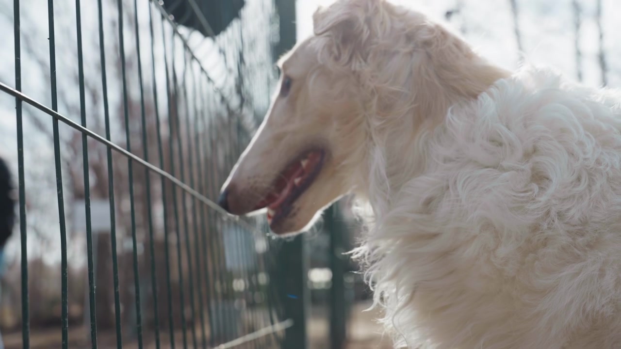 Cane di colore chiaro annusa una recinzione metallica con un altro cane di piccola taglia dal pelo scuro visibile dietro la barriera. La scena presenta dettagli ravvicinati dei volti canini e delle texture del pelo su uno sfondo esterno.