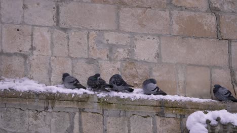 Las-Palomas-Se-Apiñan-Para-Mantenerse-Calientes-En-Una-Pared-De-Ladrillos-En-Invierno,-Guardiagrele,-Abruzzo,-Italia