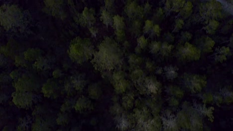aerial top-down forward over trees forest of valle nuevo national park, constanza in dominican republic
