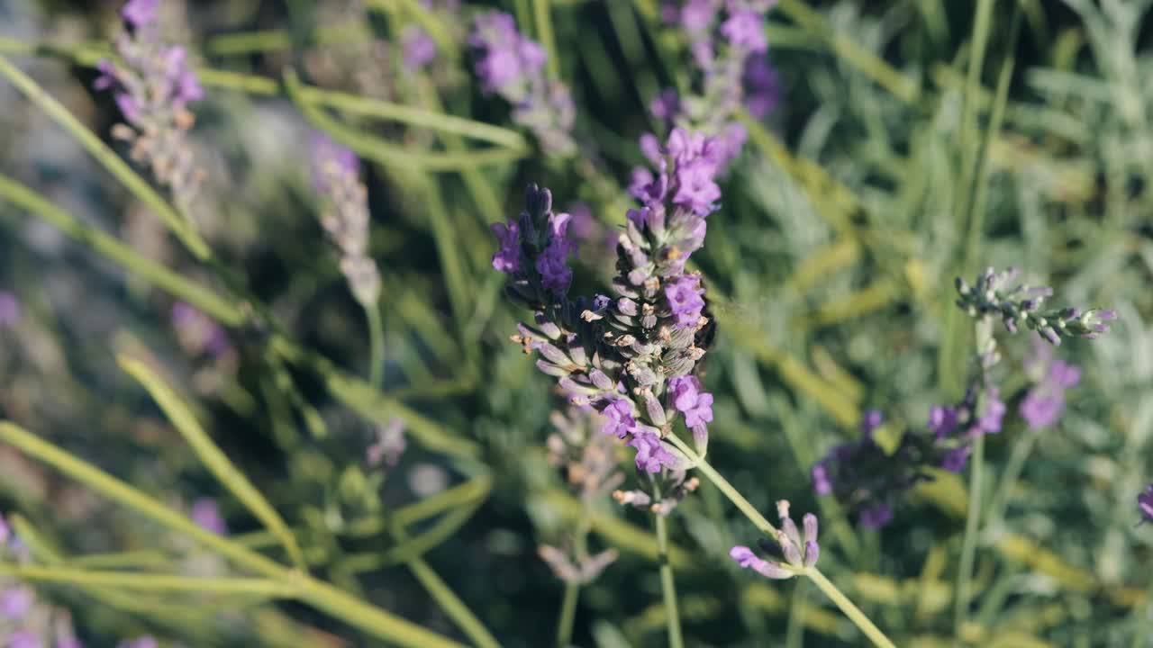 보라색 꽃에 꽃가루를 뿌리는 벌의 클로즈업, 자연의 아름다움과 꽃가락의 중요성을 강조합니다.