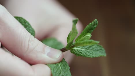 close up shot of a man plucking some fresh spearmint in the kitchen using hand