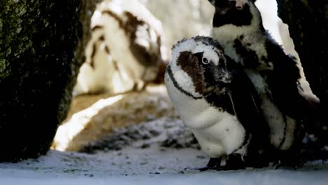 pájaros pingüinos jóvenes en la playa 4k