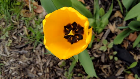 Eine-Gelbe-Tulpenöffnungszeitrafferöffnung-Im-Zeitigen-Frühling