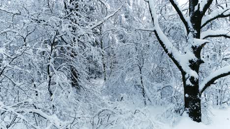 snowy branches in forest. winter fairy background