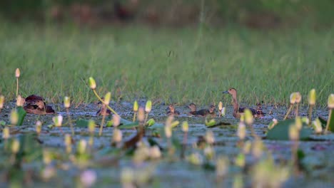 flock of ducks in wetland area in morning