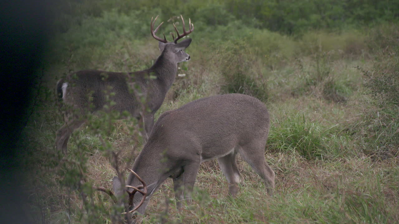 bucks de cola blanca en texas, ee.uu.