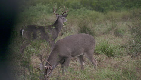 whitetail-bucks-in-Texas,-USA