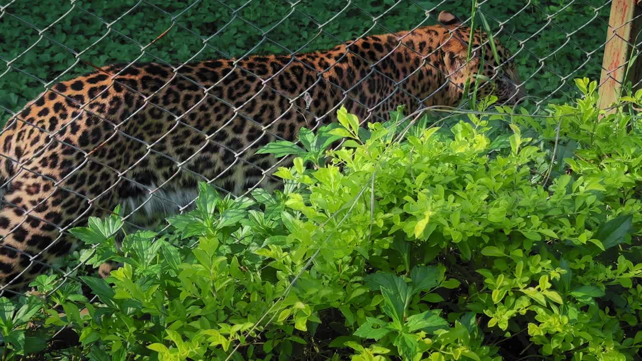 Closeup of a leopard walking inside a fenced green enclosure, its spotted coat glowing in soft light while it moves with calm, focused and steady intent