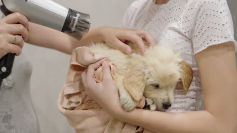 A-small-puppy-of-a-golden-retriever-is-dried-with-a-hair-dryer-after-bathing