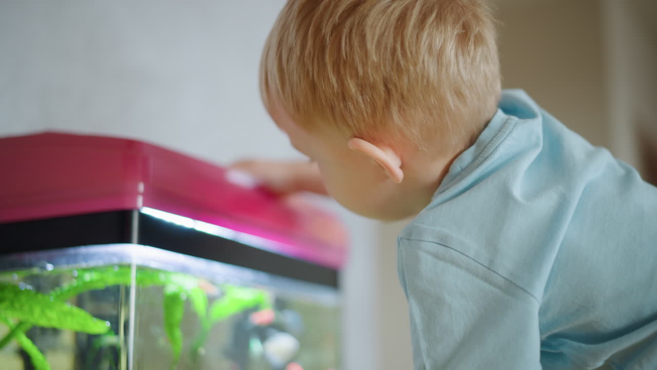 Little boy in blue shirt sitting at wooden table studying small object with deep focus, showing curiosity and concentration while exploring detail, natural light highlighting moment of discovery