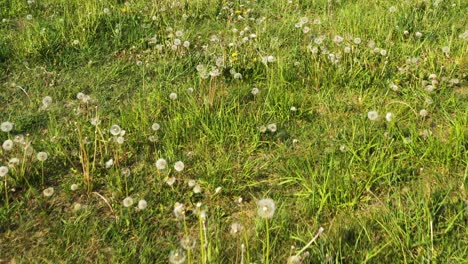 dandelion seeds fly flutter in tall grass air as drone flies above, aerial dolly