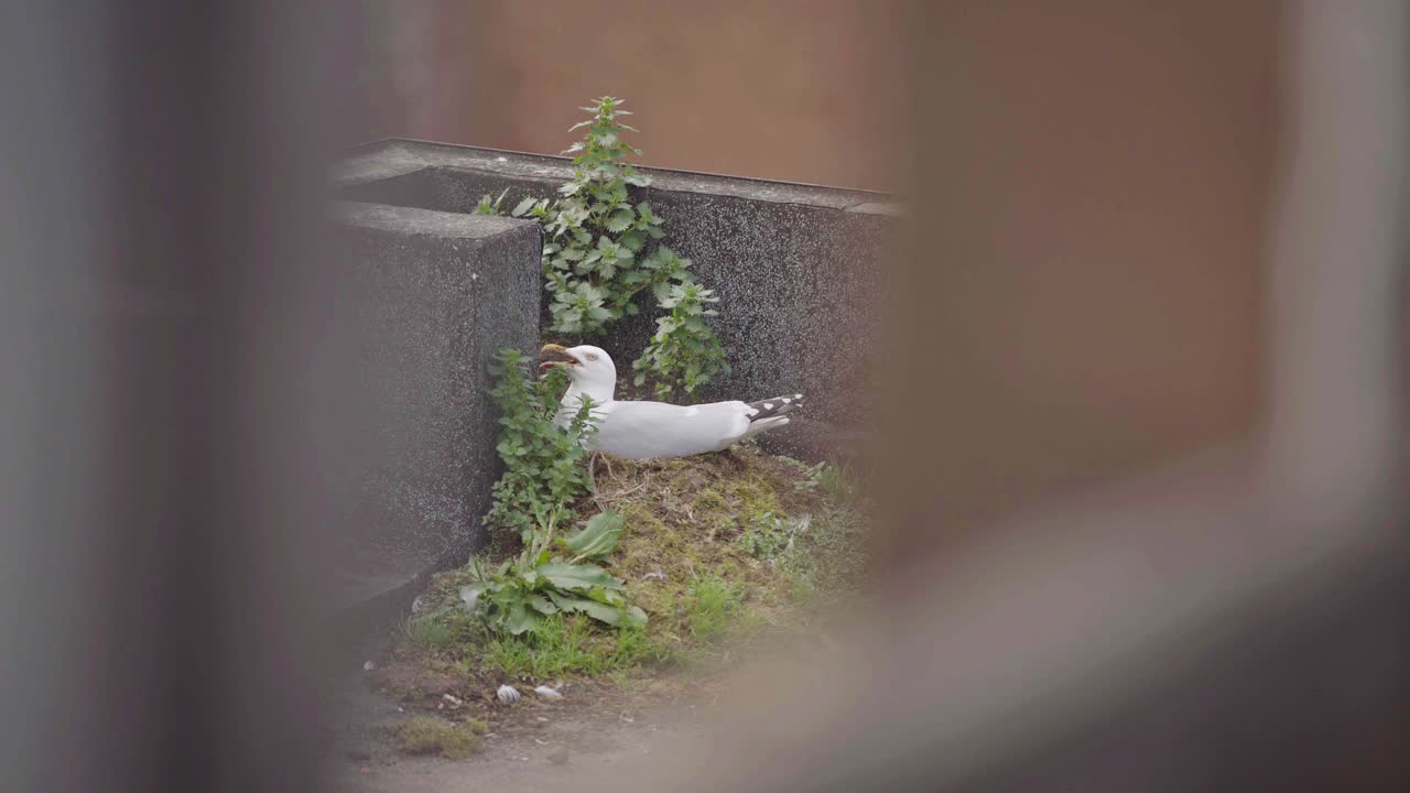 A seagull sitting on it&rsquo;s nest squawking viewed through window blinds