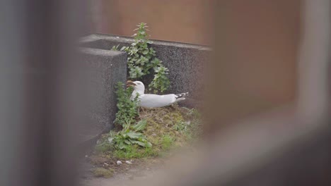 una gaviota sentada en su nido gritando vista a través de las persianas de la ventana