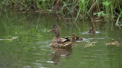 Junge-Entenküken-Schwimmen-Glücklich-Um-Mutter-Stockente-Im-Frischen-Teich