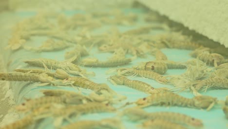 Close-up-orbit-around-frozen-shrimp-shellfish-falling-off-of-factory-conveyor-belt