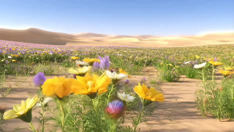 desert landscape transformed by a vibrant wildflower bloom