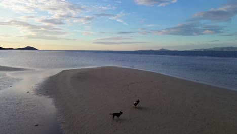 Aerial drone view of Koh Phangan beach at dawn during low tide with dogs running and playing on the sand, calm tropical seascape. No people