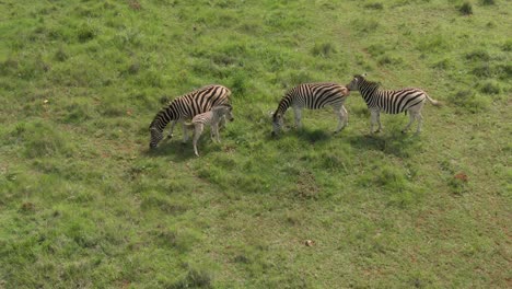 Imágenes-Aéreas-De-Drones-De-Un-Bebé-Cebra-Bebiendo-De-La-Madre-Cebra-En-La-Sabana-De-Verano-En-África