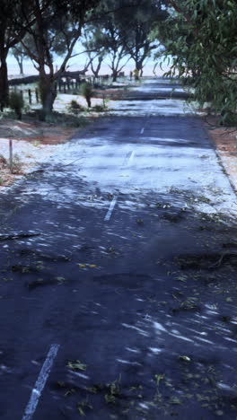 empty road through trees