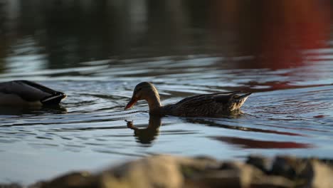 Ententauchkopf-Unter-Wasser,-Sieben-Nach-Samen-Oder-Insekten,-Silhouettenpfanne