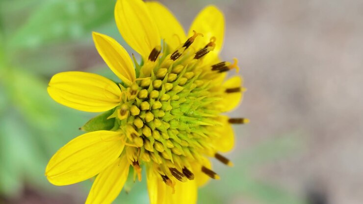 Beautiful macro footage of a Seaside Oxeye wildflower blooming along the North Carolina coast. The close-up reveals delicate yellow petals, intricate floral textures, and gentle movement in the coasta