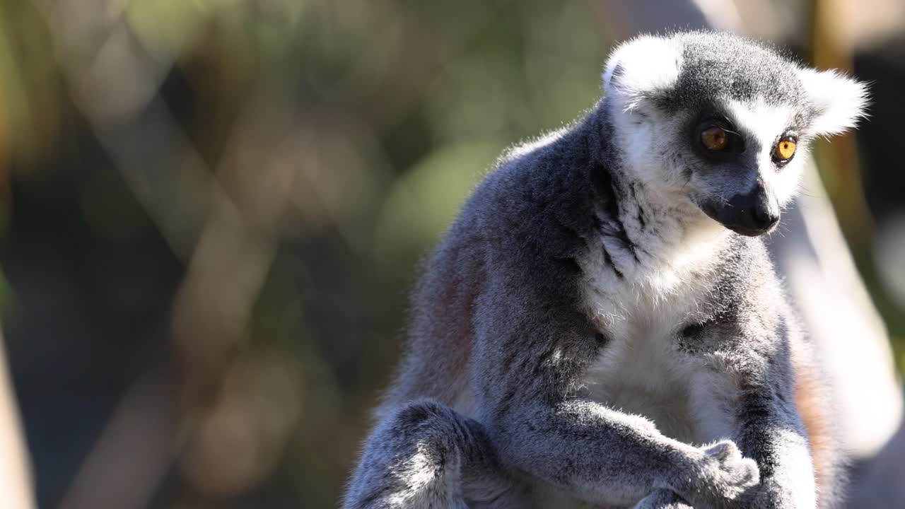 el lémur sentado y observando atentamente el entorno