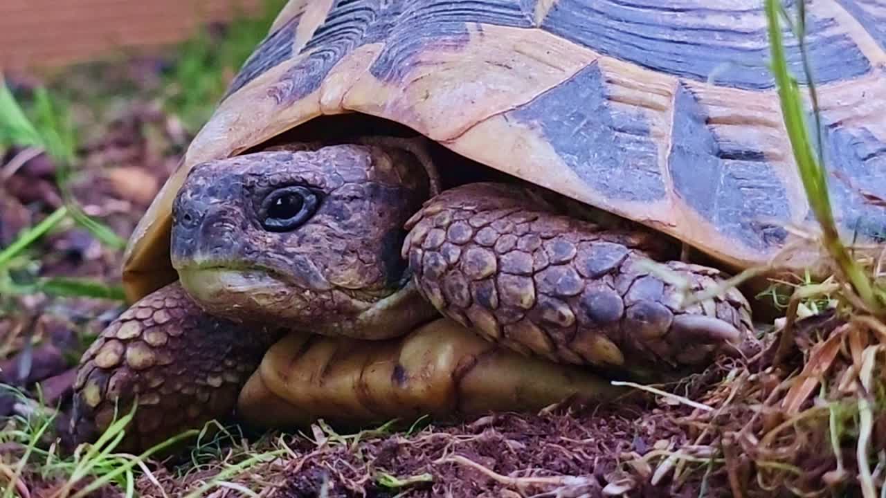 Extreme close-up of a land tortoise emerging from shell, showing detailed scales, eye, and slow movements on soil and grass