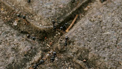 primer plano de una colonia de hormigas de jardín negro que se arrastran por los azulejos de hormigón