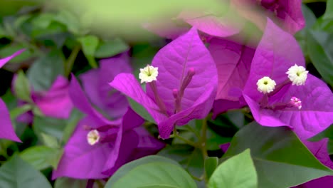 Una-Buganvilla-Morada-Conocida-Como-Primavera-En-El-Verano-Brasileño,-Una-Flor-Muy-Atractiva-Que-Aparece-Sobre-Hojas-Verdes-Con-Un-Color-Vibrante