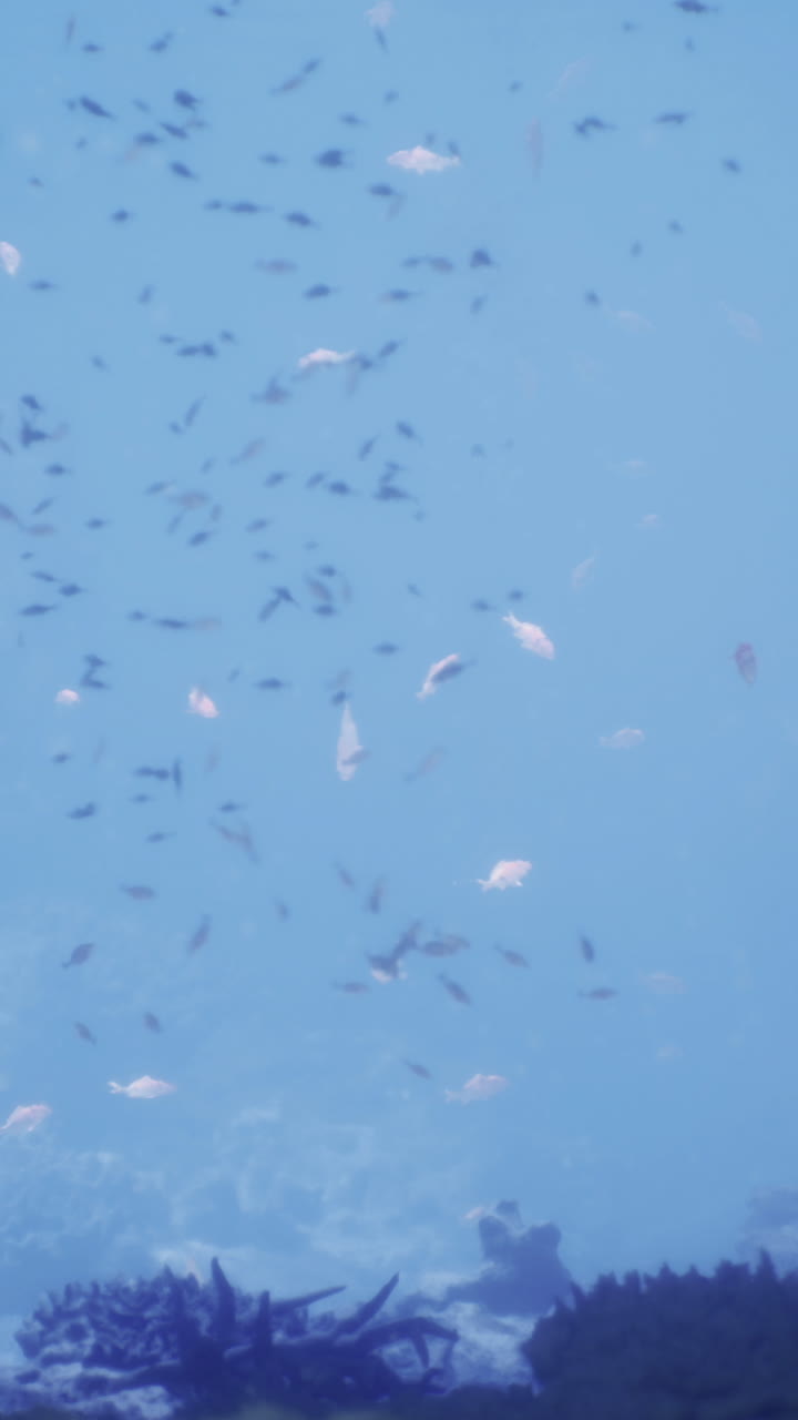 Underwater exploration reveals vibrant marine life in hidden cove