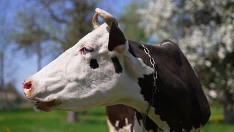 bellowing cow standing outside in the garden with blooming trees on sunny day. insects bothering the big cattle animal.