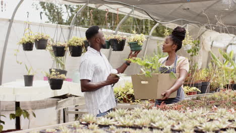 african gardeners selecting plants in greenhouse, carrying box and discussing choices