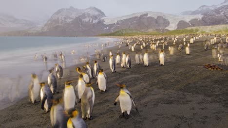 remarkable blurring timelapse wildlife shot of king penguins by the thousands on south georgia island antarctica