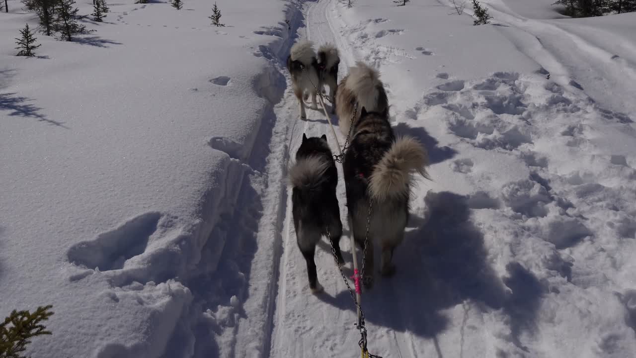 trineo de perros en el bosque de minnesota en invierno