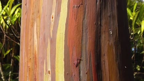 hd hawaii kauai slow motion boom down a rainbow eucalyptus tree from trunk to base